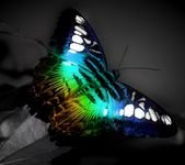pic for Abstract butterfly 